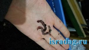 1 из червей дендробены 1-ой группы через 2 месяца после вылупления из коконов. Израиль