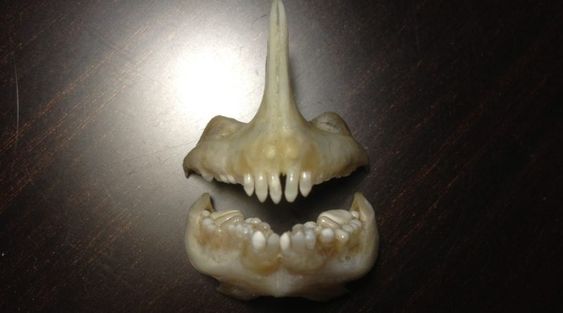 1. Зубы рыбы дорада (морской карась - аурата - спарус - дэнис) - закрытая челюсть