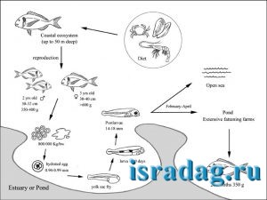 Полный цикл развития и цепи питания рыбы дорада от малька до взрослой особи