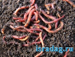 Фотография навозных червей в их естественной среде