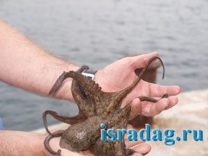 Фотография осьминога после поимки