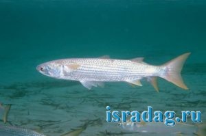 Фотография рыбы кефаль (лобан - пеленгас - бури - mullet)