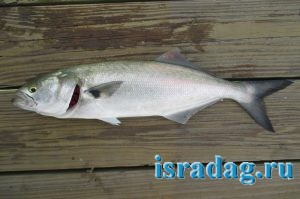 Фотография рыбы луфарь или гумбар -Pomatomus saltatrix - Bluefish - 2