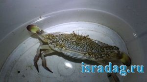 Голубой краб пойманный на удочку в Средиземном море Израиля в городе Ашдод