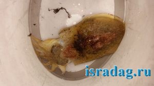 Каракатица пойманная в Средиземном море Израиля