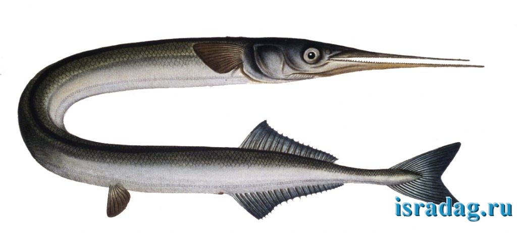 Рисунок рыбы Сарган - garfish