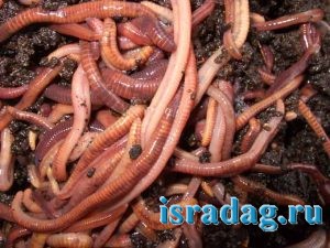 Где взять навозного червя для рыбалки в Израиле