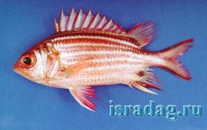 На этой фотографии вы можете разглядеть опасные острые шипы на теле рыбы-белки - squirellfish