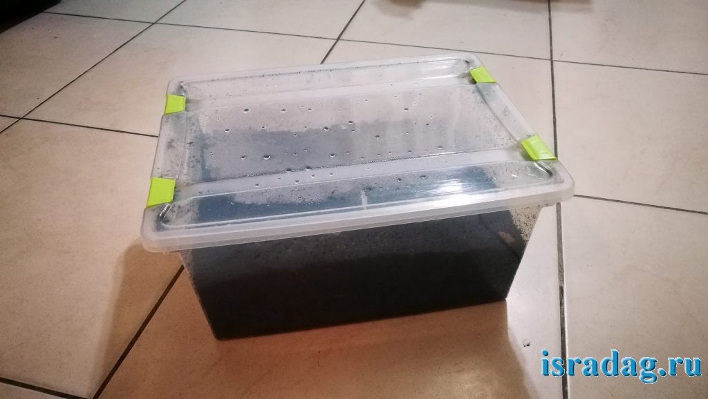 Решение в коробке - 100 червей дендробена для рыбалки для содержания в домашних условиях в Израиле