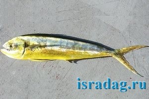 Рыба Дорадо или Dolphinfish (Coryphaena hippurus)