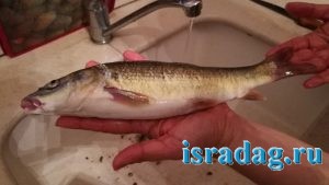 Рыба усач пойманная на реке Иордан