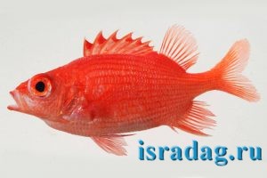 Sargocentron iota - родственник рыбы - солдата не превышающий 8 см
