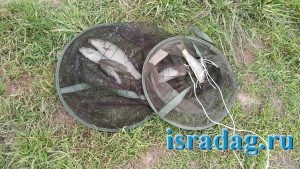 Улов рыбы пойманной в марте на реке Иордан в Израиле