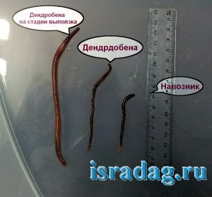 Червь дендробена, средний червь дендробена и навозный червь. Сравнение размеров. Израиль