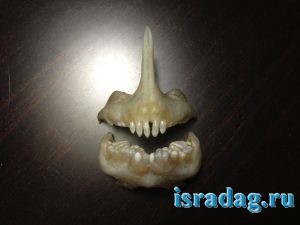 1. Зубы рыбы дорада (морской карась - аурата - спарус - дэнис) - закрытая челюсть