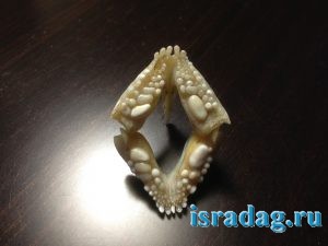 2. Зубы рыбы дорада (морской карась - аурата - спарус - дэнис) - открытая челюсть