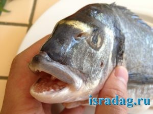 3. Челюсти рыбы дорада (морской карась - аурата - спарус - дэнис)