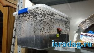 Большой пластиковый ящик в котором я выращиваю дендробену в Израиле