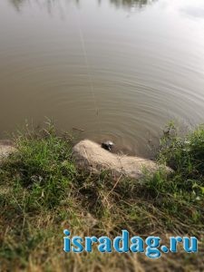 Черепаха клюнувшая на удочку на реке Иордан