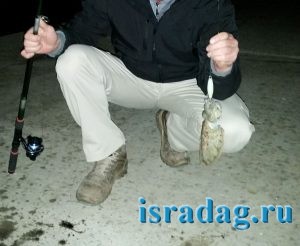 Каракатица пойманная в Марине Ашдода в Израиле на китайскую бубу и спиннинг с катушкой за 10 долларов