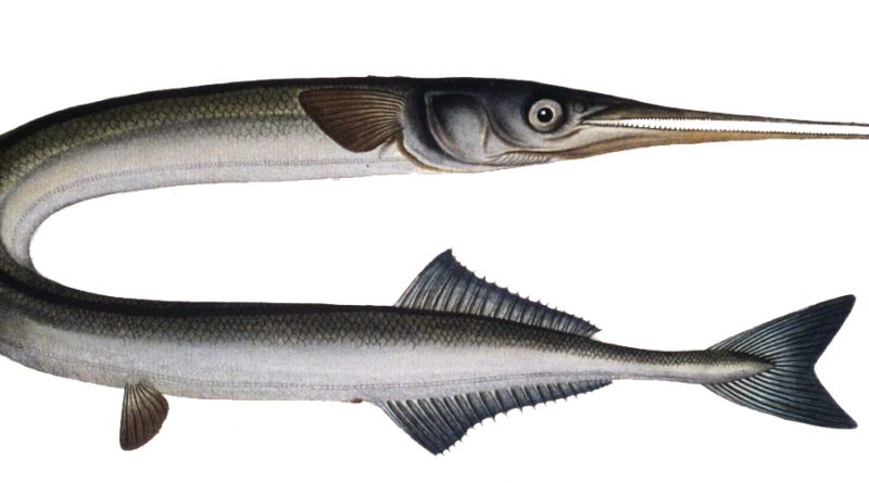 Рисунок рыбы Сарган - garfish