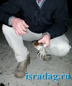 Маленькая каракатица пойманная в Ашдоде на Средиземном море