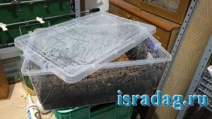 Пластиковый ящик в котором я выращиваю дендробену в Израиле