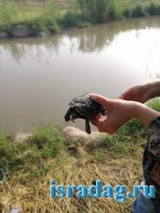 Пойманная на удочку черепаха на реке Иордан